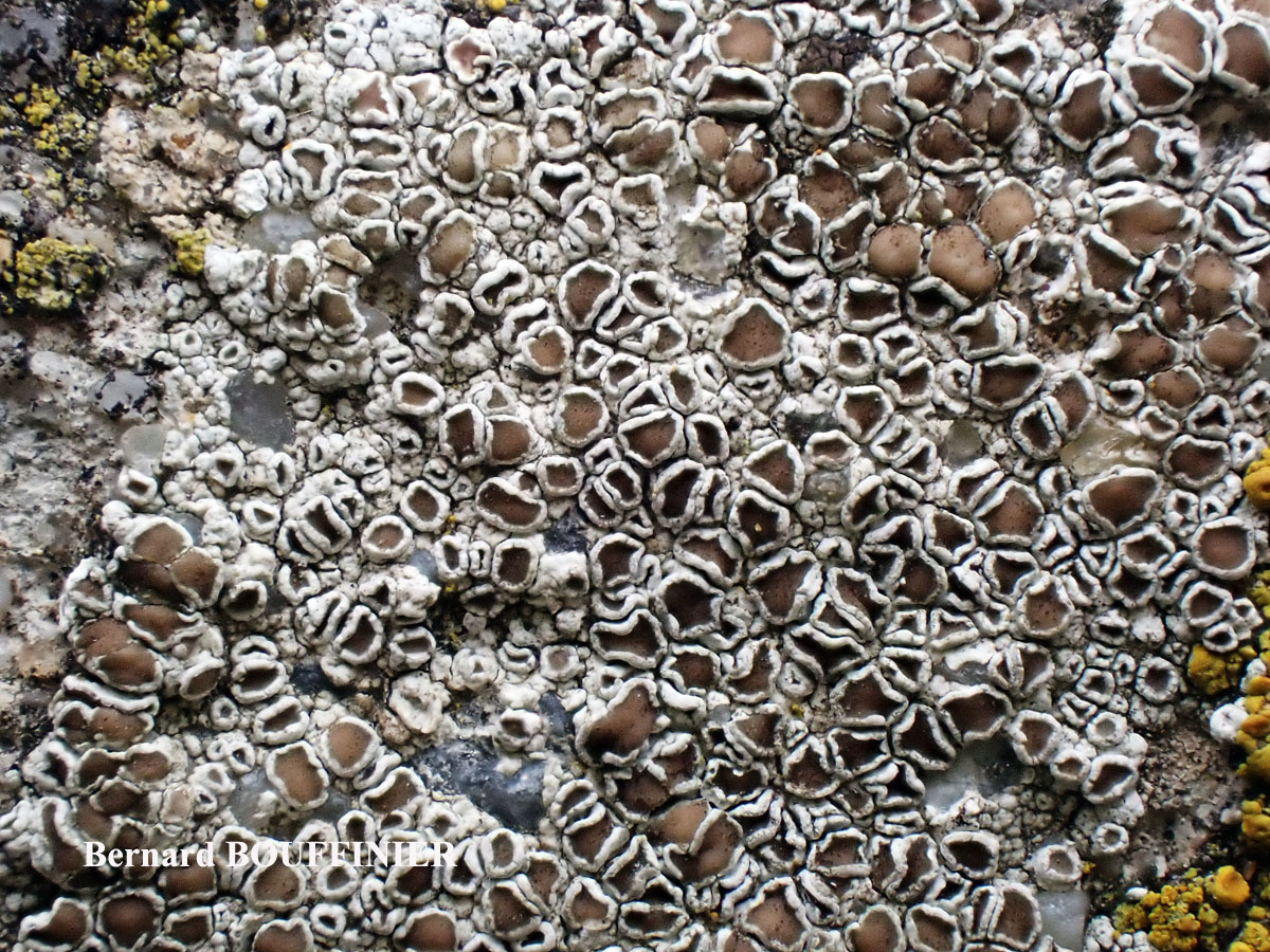 Lecanora campestris subsp. campestris morpho campestris forme sur béton.